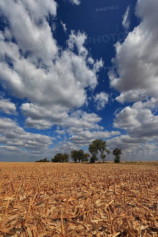 Romania, in the south of the country, maize field after harvest, harvested, stubble field, Europe