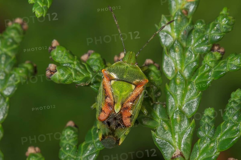 Sting bug Buntrock (Cyphostetus tristiatus on green leaves of Thuja plant in nature, Baden-Württemberg, Germany, Europe