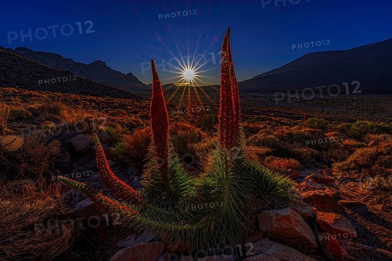 Sun star during the golden hour in Teide National Park with red tajinasts in the foreground