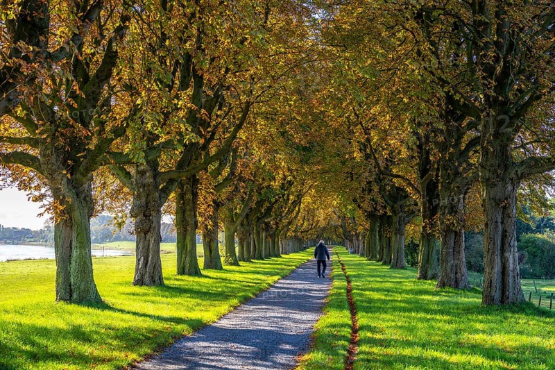 Dense chestnut tree avenue at the Rhine dike near Neuss, Deichallee, autumn, colourful leaves, walker, North Rhine-Westphalia, Germany, Europe
