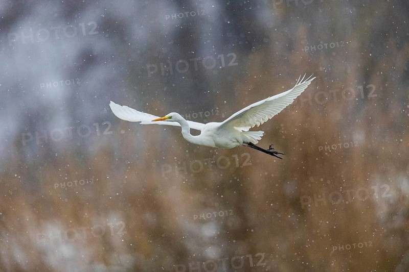 Great White Egret (Egretta alba) Germany