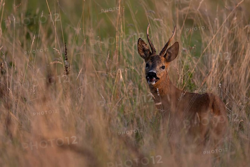 Roebuck, leaf time, Wittlich, Rhineland-Palatinate, Germany, Europe