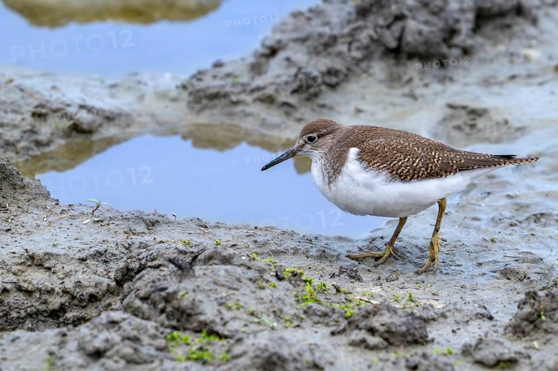 Common sandpiper (Actitis hypoleucos, Tringa hypoleucos) foraging for invertebrates in mud along muddy pond shore in wetland in summer