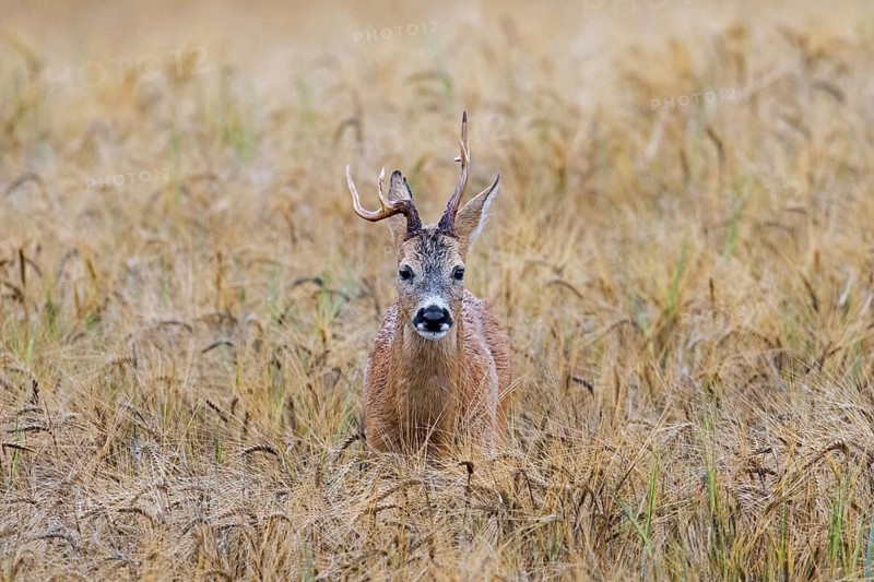 European roe deer (Capreolus capreolus) buck, male with deformed antlers showing distorted spike in wheat field, cornfield in summer
