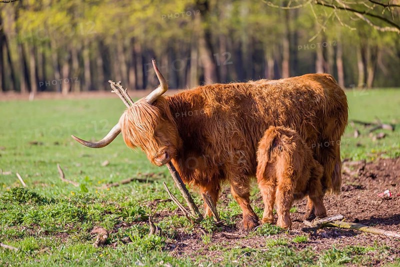 One Highland cow (Bos primigenius) taurus) and her calf stand on a meadow. A forest is in the background