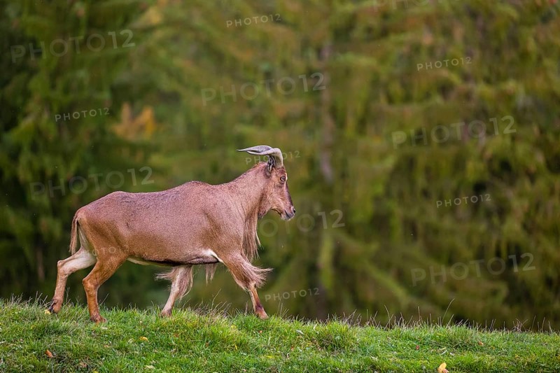 One Barbary sheep (Ammotragus lervia) stands on green hilly ground. A forest is in the background