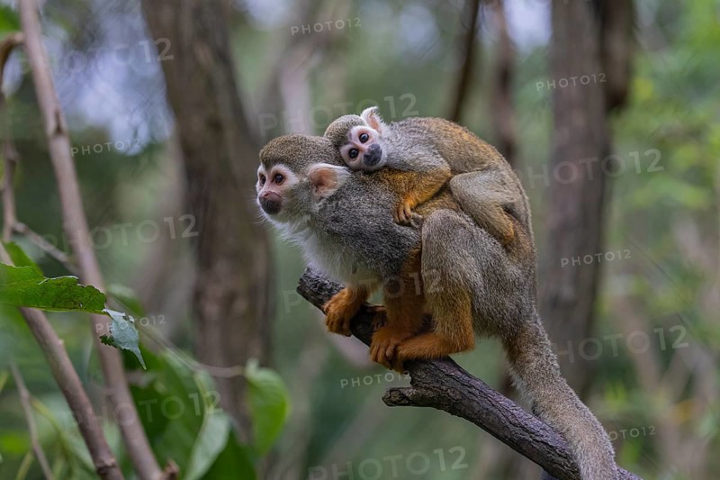One female Central American squirrel monkey, Saimiri oerstedii, carrying her baby. Green vegetation around