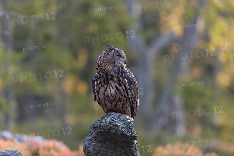 One Eurasian Eagle Owl, Bubo bubo, sitting on grey rocks, a green forest in the background. Early morning light