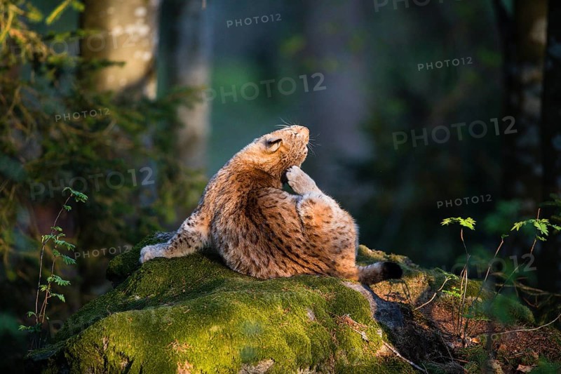 Eurasian Lynx or Northern Lynx (Lynx lynx), adult animal scratching its ear with its hind leg, in the enclosure area, Bavarian Forest National Park, Bavaria, Germany, Europe