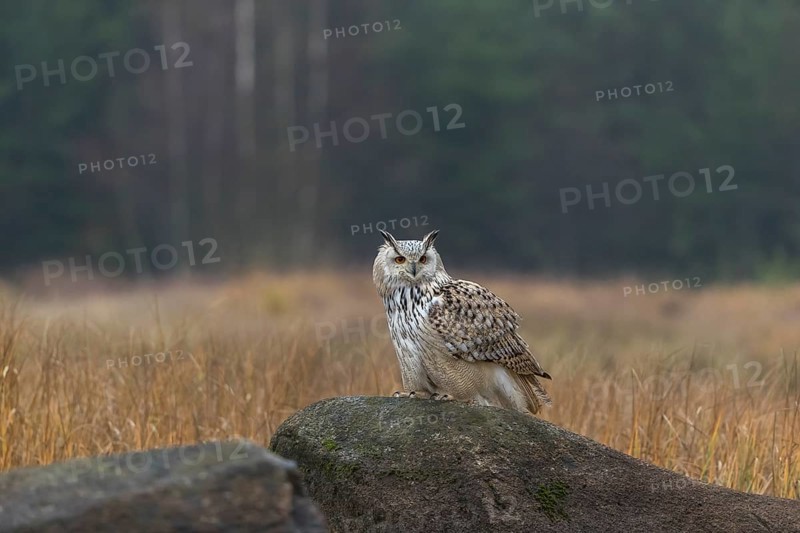 One Siberian Eagle Owl (Bubo bubo sibiricus) sitting on a rock between tall reed grass lakeshore on an autumnal misty cold morning
