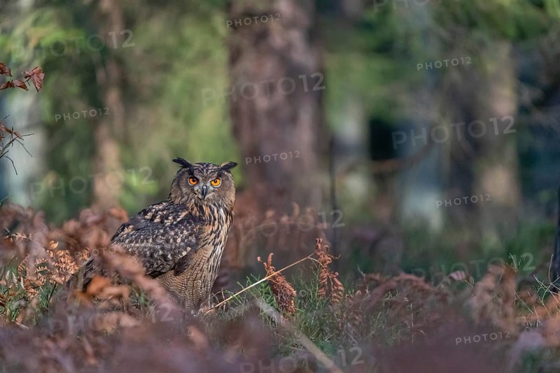 One Eurasian Eagle Owl, Bubo bubo, sitting on a forest floor between autumnal ferns