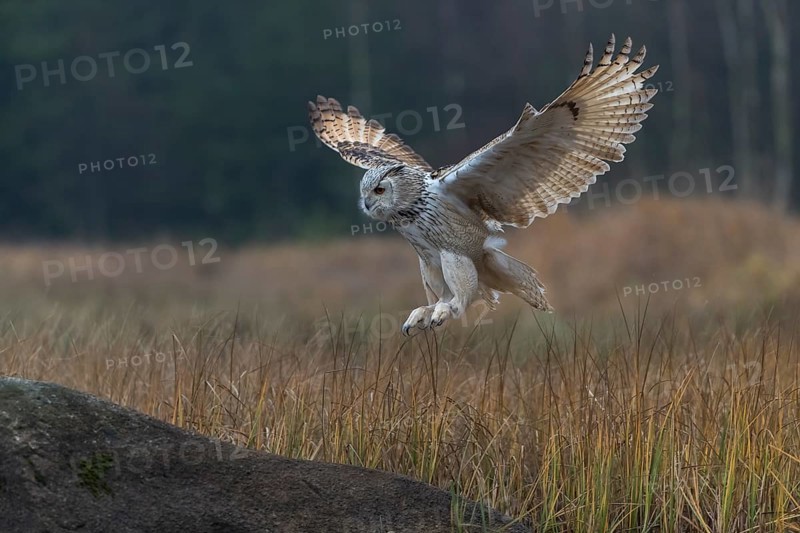 One Siberian Eagle Owl (Bubo bubo sibiricus) landing on a rock between tall reed grass lakeshore on an autumnal misty cold morning