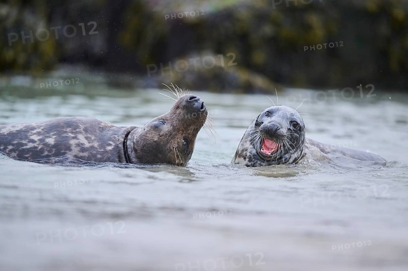 Grey seal (Halichoerus grypus) playing with each other in the water, sea, Düne, Helgoland, Schleswig-Holstein, Germany, Europe