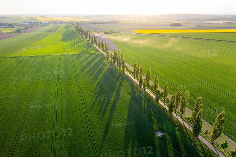 Aerial view of an avenue with evening sun, Kesseldorf, Wilsdruff, Saxony, Germany, Europe