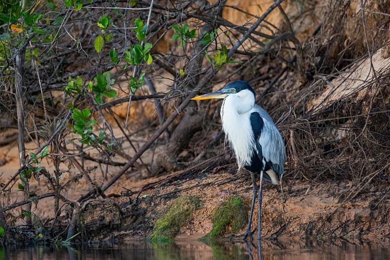 Cocoi Heron (Ardea cocoi) Pantanal Brazil