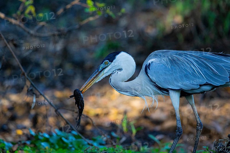 Cocoi Heron (Ardea cocoi) Pantanal Brazil