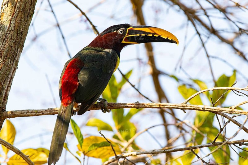 Chestnut-eared aracari (Pteroglossus castanotis) Pantanal Brazil#