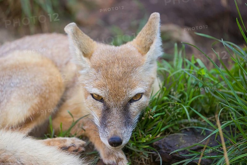 One young corsac fox (Vulpes corsac) resting in green grass