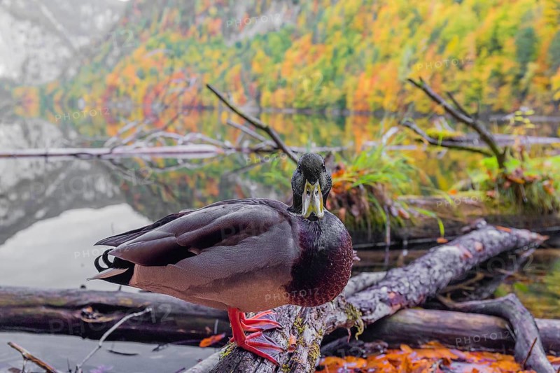 A male mallard, Anas platyrhynchos, stands on driftwood on the shore of Lake Toplitz, Austria, Europe
