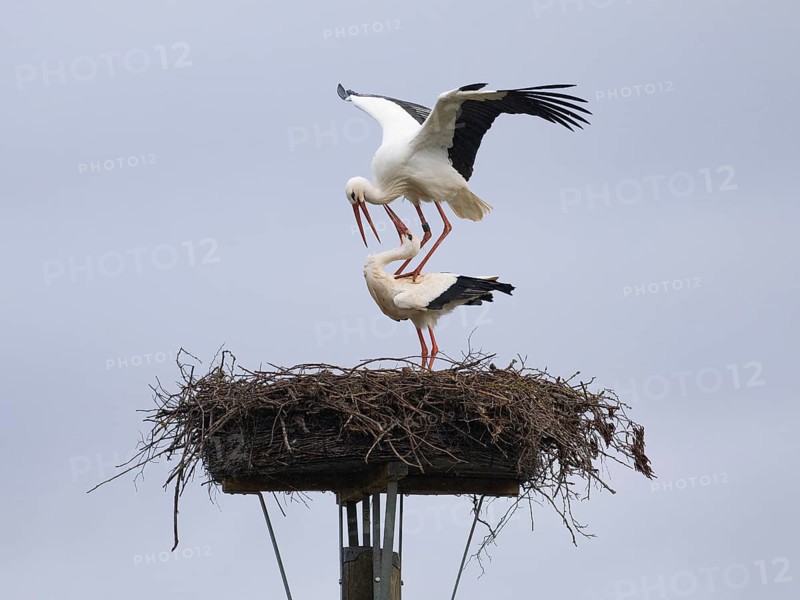Weißstorch (Ciconia ciconia), brütendes adultes Paar am Nistplatz, kurz vor der Kopulation, Hessen, Deutschland