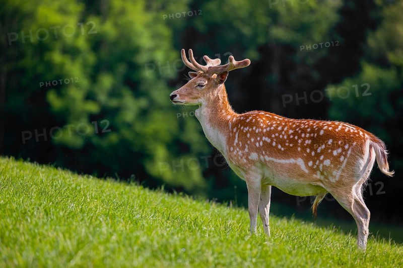 A male fallow deer (Dama dama) stands on a meadow. A forest is in the background