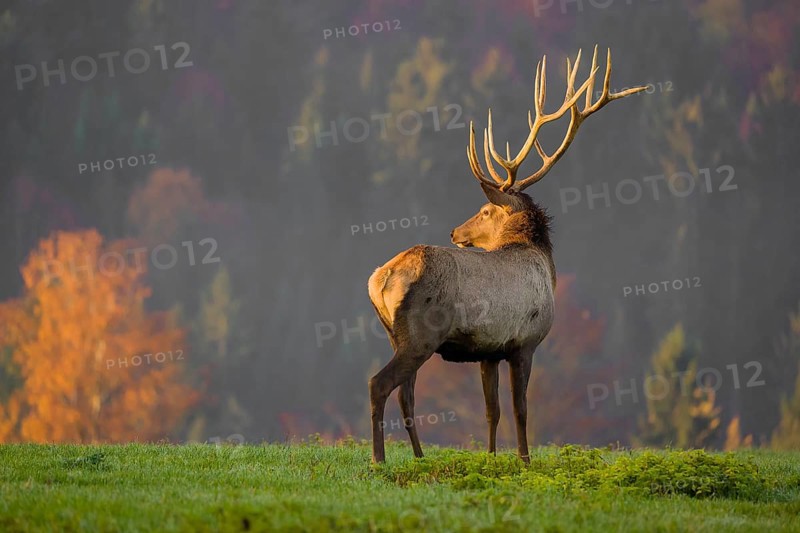 An Altai maral stag, Altai wapiti or Altai elk (Cervus canadensis sibiricus) stands on a meadow in the very first light of the day. Trees in autumn colors stand in the background