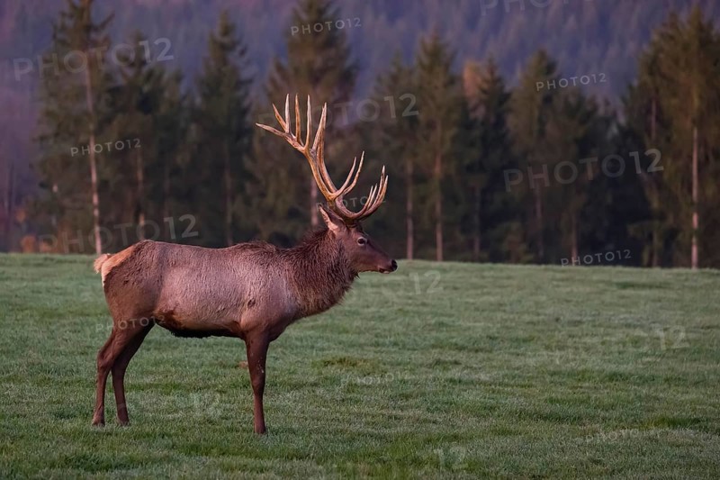 An Altai maral stag, Altai wapiti or Altai elk (Cervus canadensis sibiricus) stands on a meadow in the very first light of the day