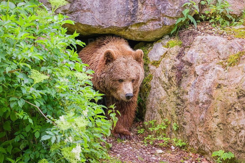 A female Eurasian brown bear (Ursus arctos arctos) leaves her den under an elderberry bush
