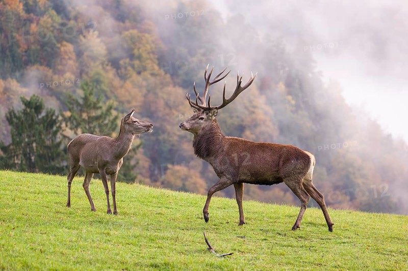 A red deer stag (Cervus elaphus) and a hind are standing in a meadow in hilly terrain. A forest with autumn leaves can be seen in the background. Wisps of mist drift over the forest