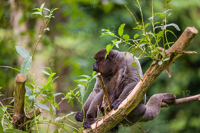 A common woolly monkey, brown woolly monkey, or Humboldt's woolly monkey (3) (Lagothrix lagothricha) sits in a tree