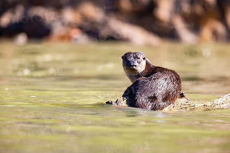 Southern river otter (Lontra longicaudis) Pantanal Brazil