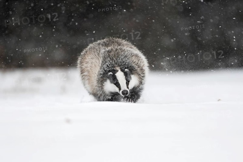 Badger in the snow, Wittlich, Rhineland-Palatinate, Germany, Europe
