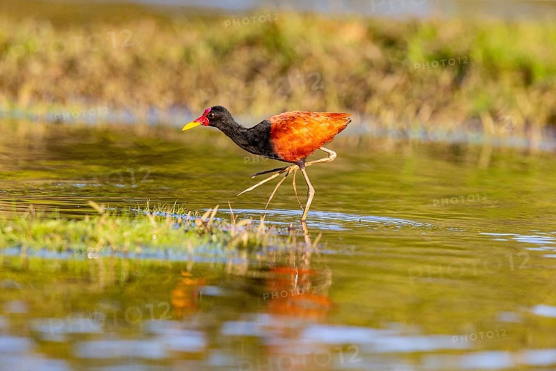 Red-fronted leaflet (Jacana jacana) Pantanal Brazil