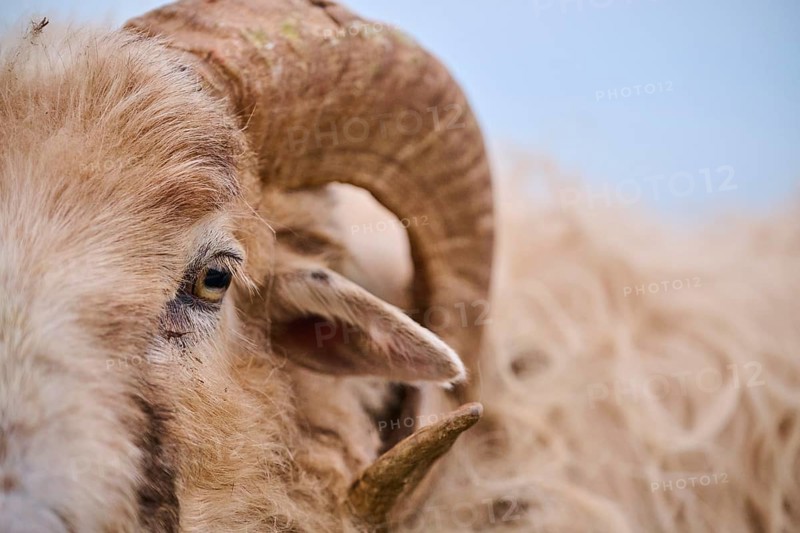 Domestic sheep (Ovis aries) 'Heidschnucke moorland sheep', portrait, Heligoland, Germany, Europe