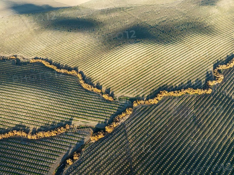Cultivated almond trees (Prunus dulcis) and streams with riverine vegetation in the Campiña Cordobesa, the fertile rural area south of the town of Córdoba. Aerial view. Drone shot. Córdoba province, Andalusia, Spain, Europe