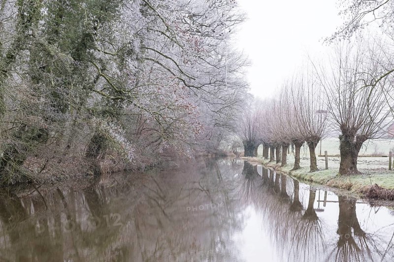 Pollarded willows on the Alstätter Aa near the Haarmühle, Münsterland, North Rhine-Westphalia, Germany, Europe