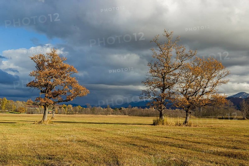 Murnau Moss, Murnauer Moos, a wetland close to Murnau, Bavaria, Germany, Europe