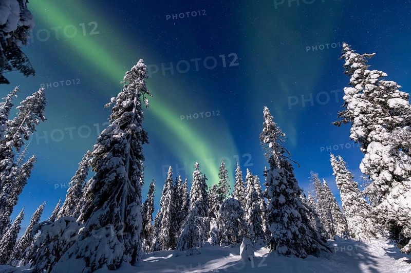 Northern lights, Aurora borealis over snow covered spruce trees on the taiga in winter at night, Riisitunturi National Park, Posio, Lapland, Finland, Europe