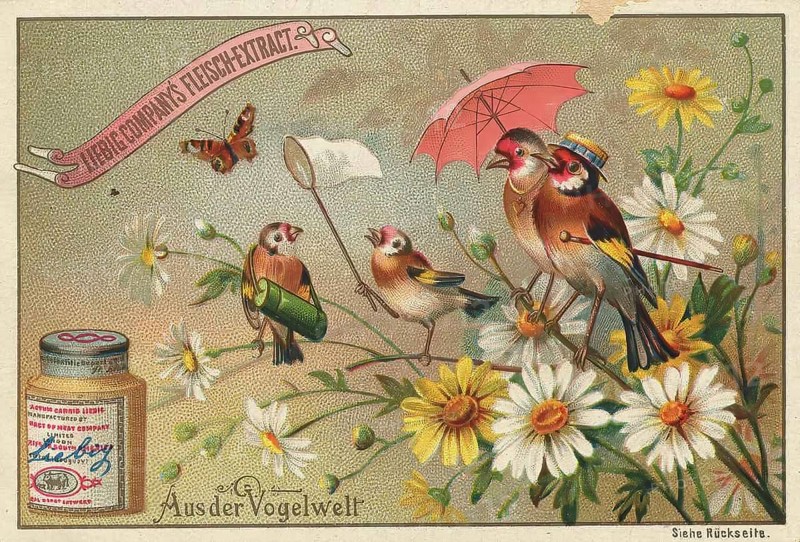 Picture series From the world of birds, birds in the summer resort, bird family, Liebig picture, digitally restored reproduction of a collector's picture from around 1900, public domain, exact date unknown, birds and a butterfly among daisies illustrated in vintage style