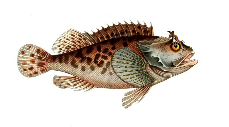 Fish, Fish, Fish genus from the scorpionfish family, Scorpaena porcus, Historical, digitally restored reproduction from a 19th century original, Record date not stated