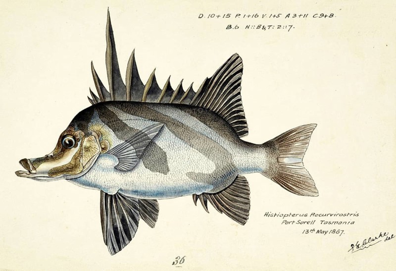 Long-snouted boarfish, Pentaceropsis recurvirostris, The longsnout boarfish, fish, reproduction of an original, by Frank Edward Clarke (b. 1849, d. 1899), ichthyologist and scientific draughtsman