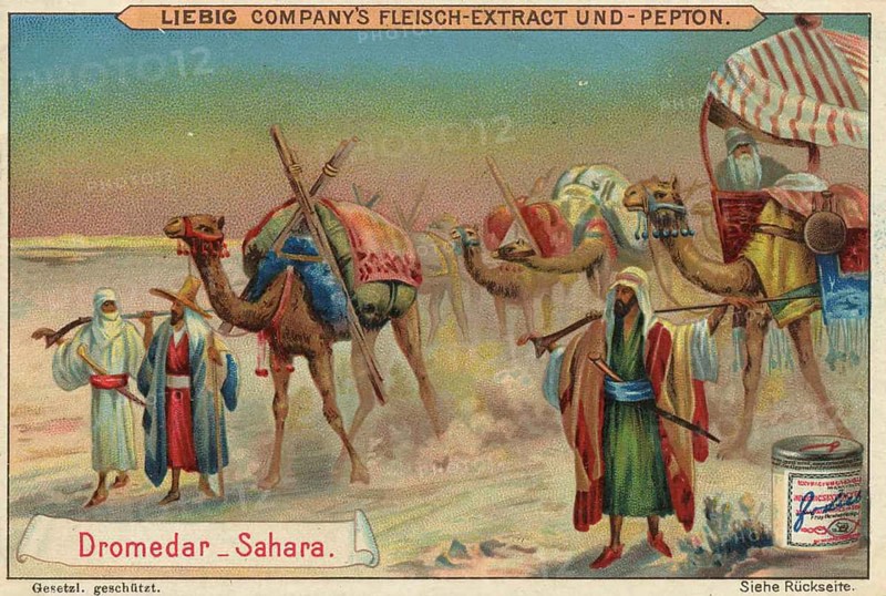 Picture series Animals of the Lands, Dromedary from the Sahara, Liebig picture, digitally restored reproduction of a collector's picture from around 1900, public domain, exact date unknown, caravan and nomads in the Sahara, camels travelling in the desert