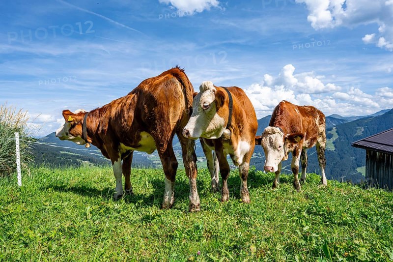 Three calves (Bos primigenius taurus), cows on an alpine meadow, Simmental cattle, Hochbrixen, Brixen im Thale, Tyrol, Austria, Europe