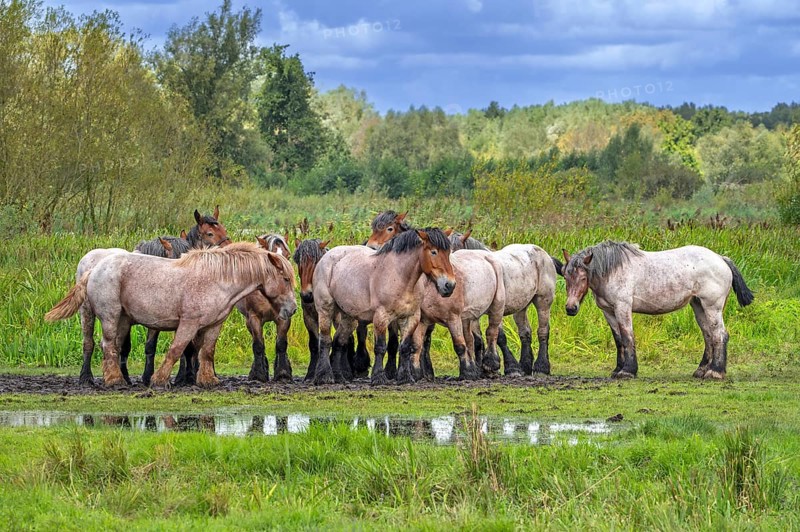 Herd of Koniks, Polish Konik horses resting in meadow of nature reserve De Bourgoyen-Ossemeersen near Ghent, East Flanders, Belgium, Europe