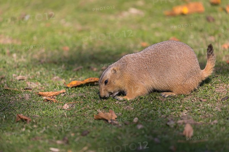 One black-tailed prairie dog sitting on short grass, searching for food on a bright sunny day