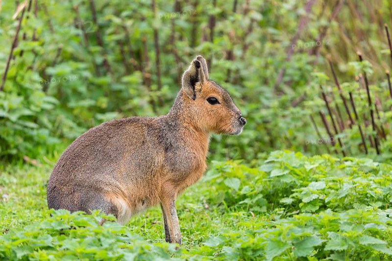 One Patagonian mara (Dolichotis patagonum) sits on a meadow with stinging nettle