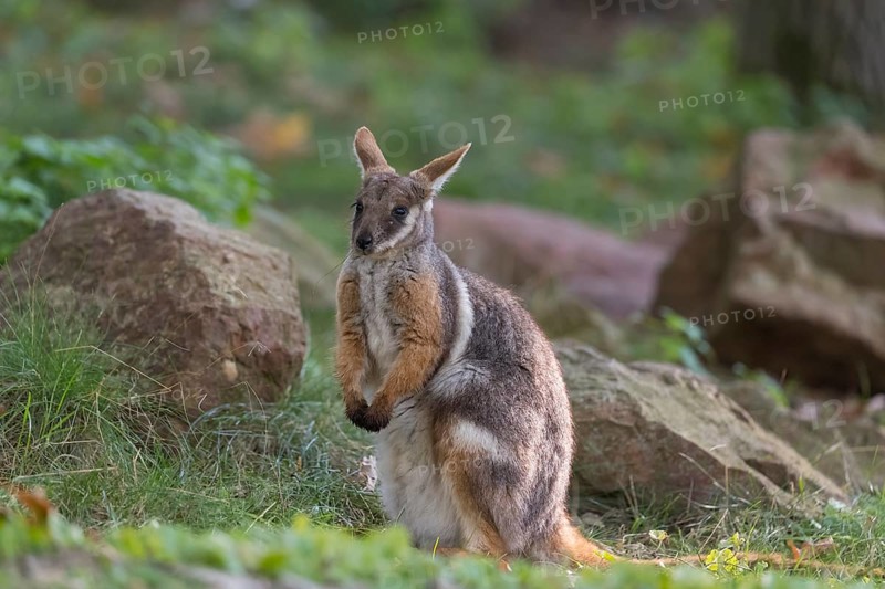 One yellow-footed rock-wallaby (Petrogale xanthopus), or ring-tailed wallaby sitting on grass between rocks and trees. Near threatened (IUCN)