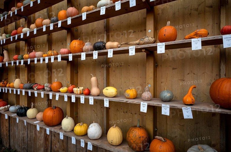 Classification, nomenclature, labelling shelf with various pumpkins, pumpkin exhibition, pumpkins, Blühendes Barock, Ludwigsburg, Baden-Württemberg, Germany, Europe