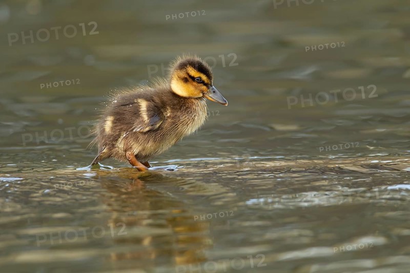 Mallard or Wild duck (Anas platyrhynchos) juvenile baby duckling bird on a lake, England, United Kingdom, Europe
