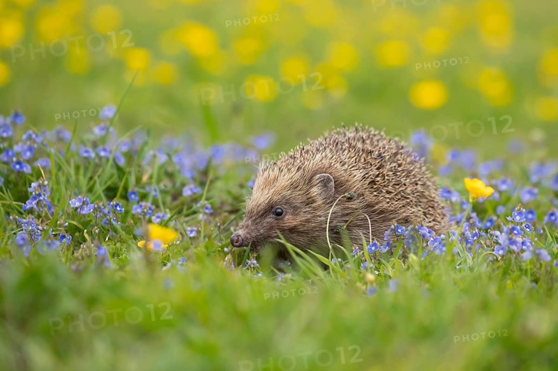 European hedgehog (Erinaceus europaeus) adult animal in a spring time meadow with flowering Buttercup and Speedwell flowers, Suffolk, England, United Kingdom, Europe